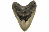 Fossil Megalodon Tooth - North Carolina #221812-1
